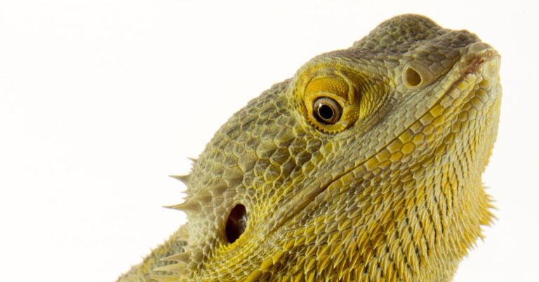 Top 10 Facts You Need to Know About Bearded Dragons