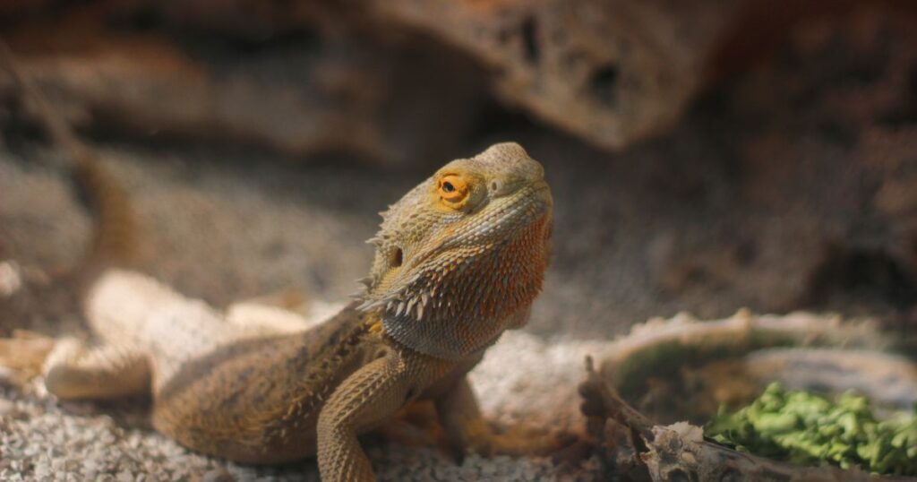 Top 10 Facts You Need to Know About Bearded Dragons (3)