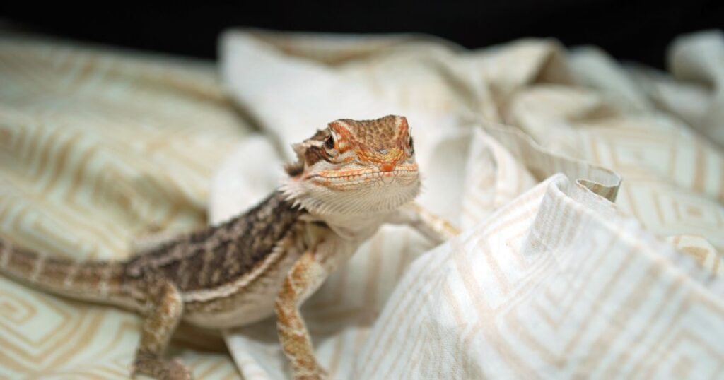 What is Toxic to Bearded Dragons