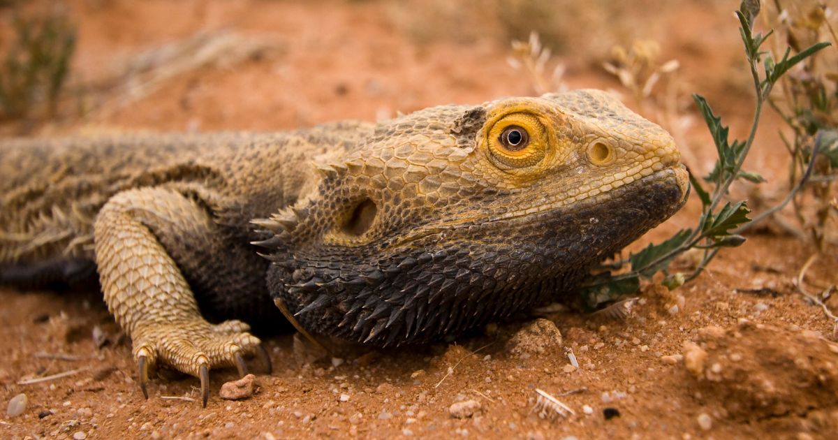 Bearded Dragon Poisoning What is Toxic to Bearded Dragons Emily's