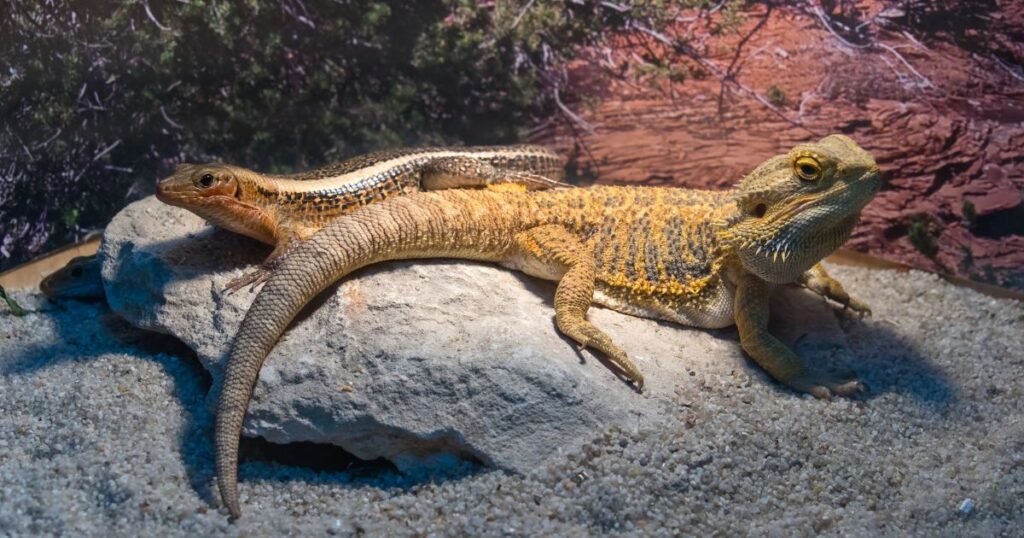 What is Toxic to Bearded Dragons