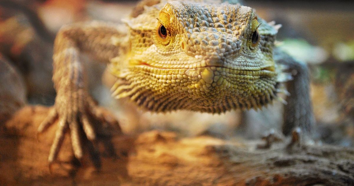 What is Toxic to Bearded Dragons