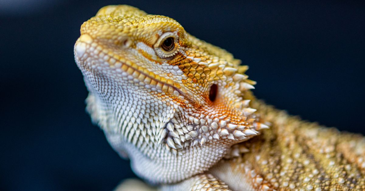 Bearded Dragon Eye Bulging