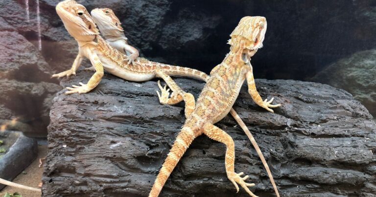 Myth: Bearded dragons can be housed together