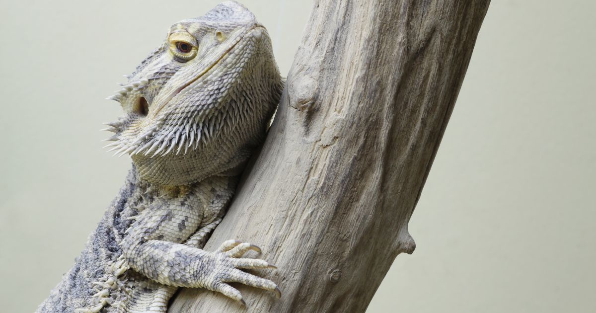 Bearded dragons do not need any environmental enrichment