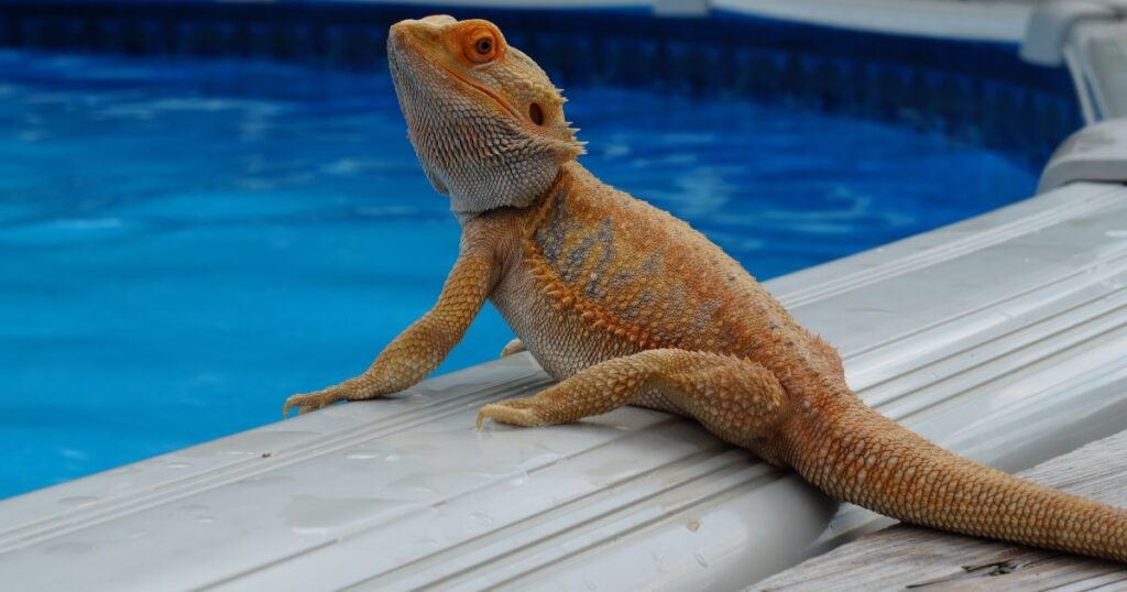 Bearded dragons do not need to drink water regularly