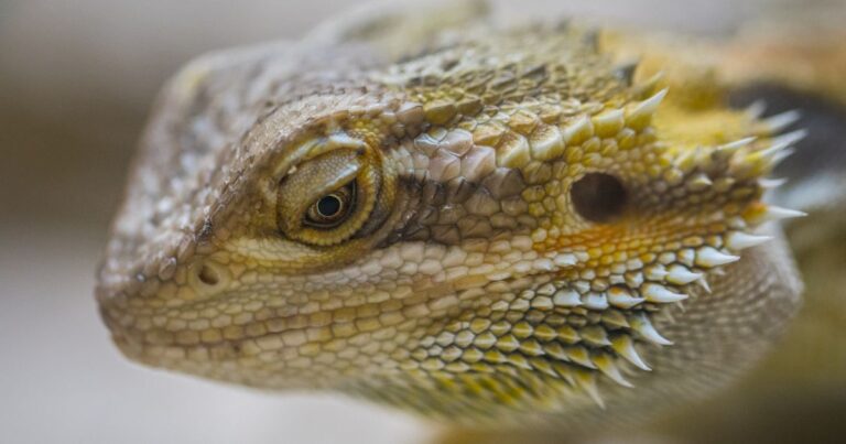 Myth: Bearded dragons do not require regular cleaning of their enclosure