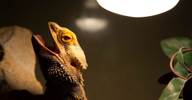 Myth: Bearded dragons do not require UVB lighting