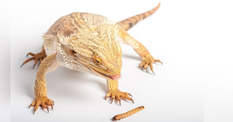 Myth: The Danger of Feeding Mealworms and Superworms to Bearded Dragons