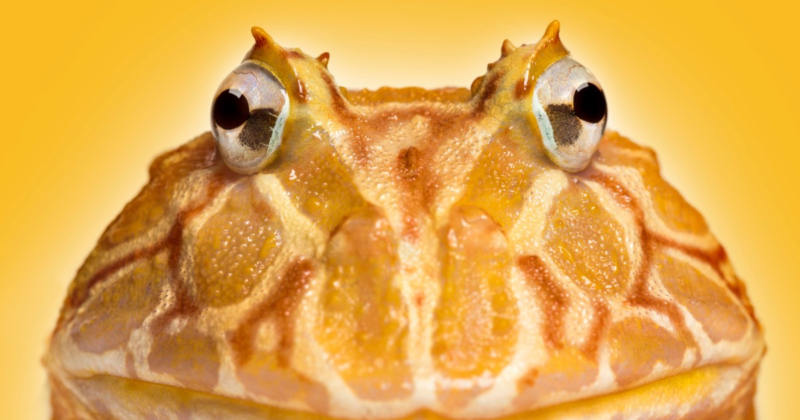 View of What Are Pacman Frogs? - Emily's Dragon Doodles