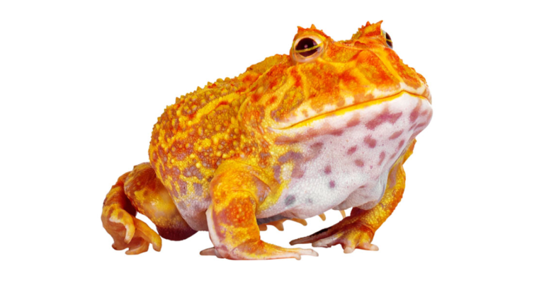 What Are Pacman Frogs?